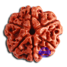 Load image into Gallery viewer, 6 Mukhi Rudraksha from Nepal - Bead No. 452
