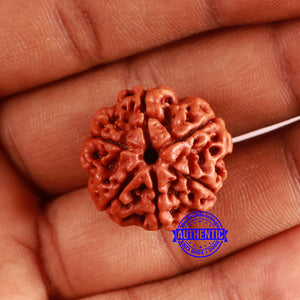 6 Mukhi Rudraksha from Nepal - Bead No. 452