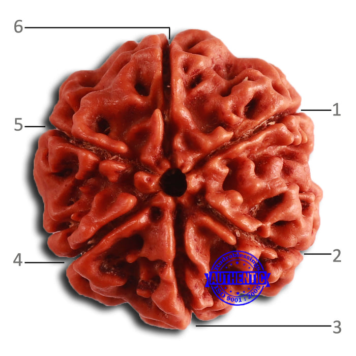 6 Mukhi Rudraksha from Nepal - Bead No. 453