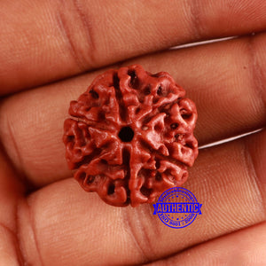6 Mukhi Rudraksha from Nepal - Bead No. 454