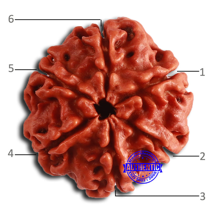 6 Mukhi Rudraksha from Nepal - Bead No. 455