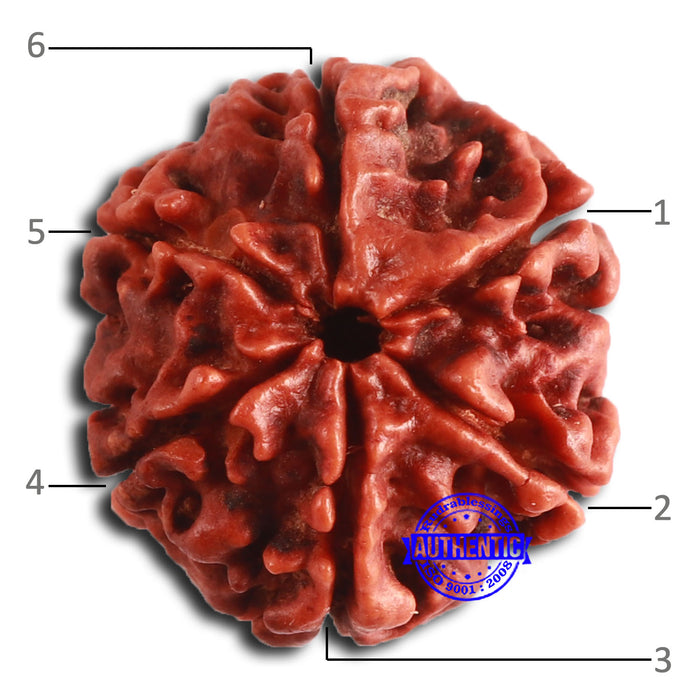 6 Mukhi Rudraksha from Nepal - Bead No. 457