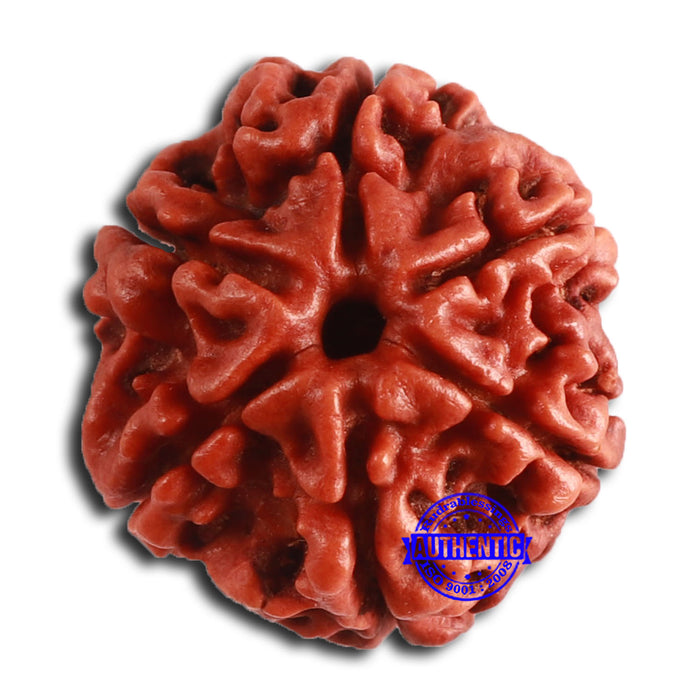 6 Mukhi Rudraksha from Nepal - Bead No. 457