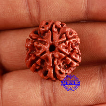 Load image into Gallery viewer, 6 Mukhi Rudraksha from Nepal - Bead No. 457
