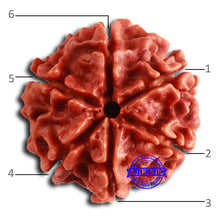 Load image into Gallery viewer, 6 Mukhi Rudraksha from Nepal - Bead No. 458

