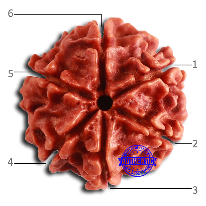 6 Mukhi Rudraksha from Nepal - Bead No. 458