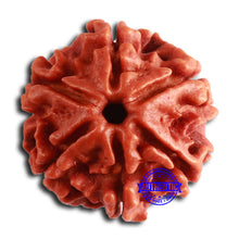 Load image into Gallery viewer, 6 Mukhi Rudraksha from Nepal - Bead No. 458
