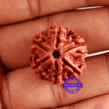 Load image into Gallery viewer, 6 Mukhi Rudraksha from Nepal - Bead No. 458
