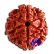 Load image into Gallery viewer, 6 Mukhi Rudraksha from Nepal - Bead No. 460
