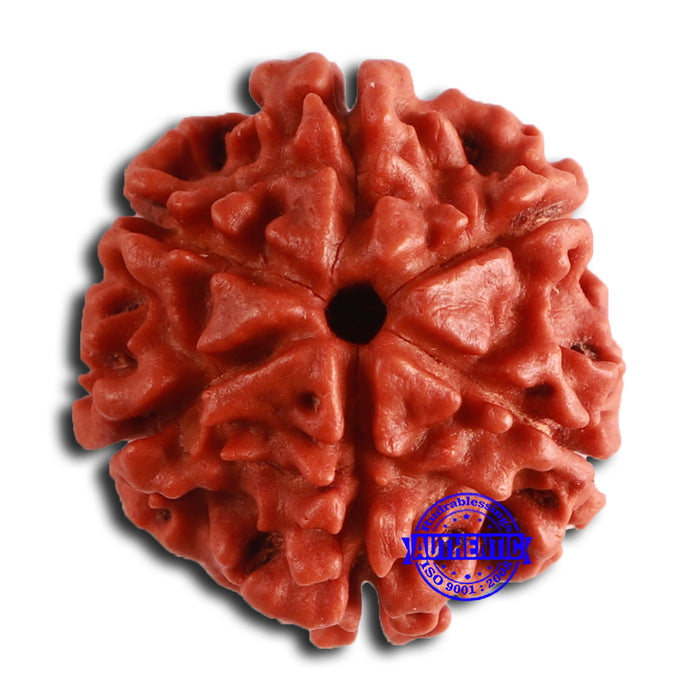 6 Mukhi Rudraksha from Nepal - Bead No. 460