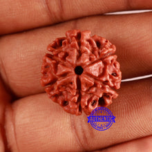 Load image into Gallery viewer, 6 Mukhi Rudraksha from Nepal - Bead No. 460
