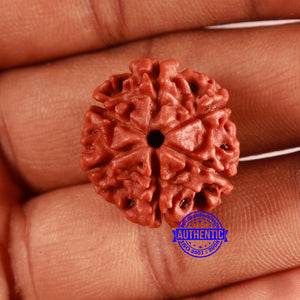 6 Mukhi Rudraksha from Nepal - Bead No. 460