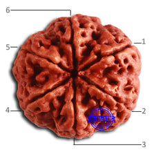 Load image into Gallery viewer, 6 Mukhi Rudraksha from Nepal - Bead No. 462
