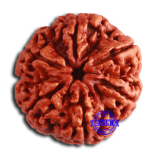 Load image into Gallery viewer, 6 Mukhi Rudraksha from Nepal - Bead No. 462

