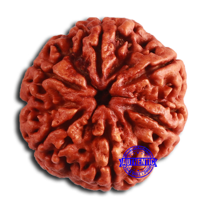 6 Mukhi Rudraksha from Nepal - Bead No. 462