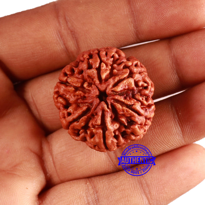 6 Mukhi Rudraksha from Nepal - Bead No. 462