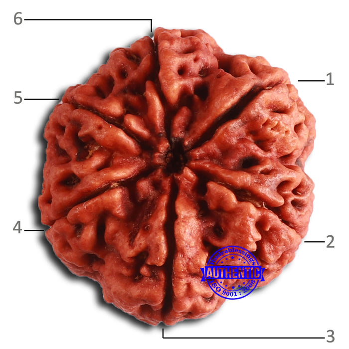 6 Mukhi Rudraksha from Nepal - Bead No. 464