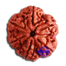 Load image into Gallery viewer, 6 Mukhi Rudraksha from Nepal - Bead No. 464

