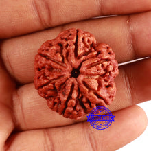Load image into Gallery viewer, 6 Mukhi Rudraksha from Nepal - Bead No. 464
