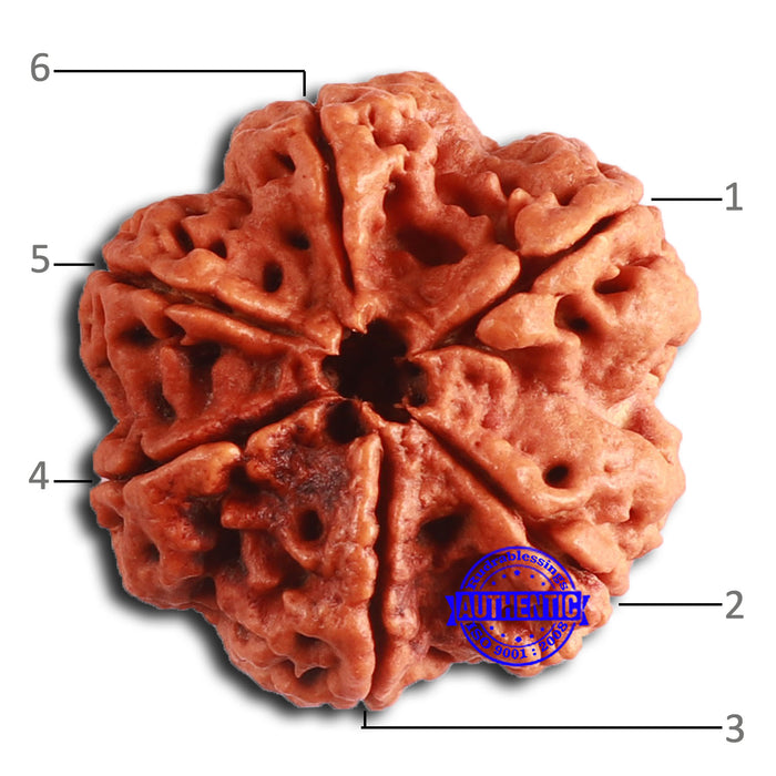 6 Mukhi Rudraksha from Nepal - Bead No. 465