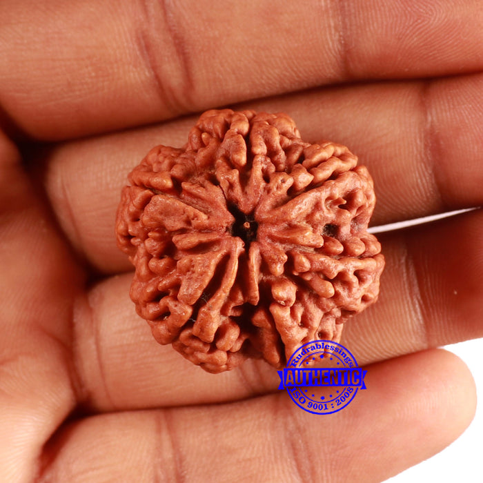 6 Mukhi Rudraksha from Nepal - Bead No. 465