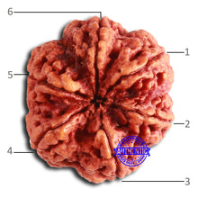 Load image into Gallery viewer, 6 Mukhi Rudraksha from Nepal - Bead No. 470
