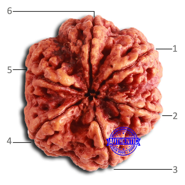 6 Mukhi Rudraksha from Nepal - Bead No. 470