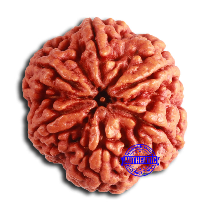 6 Mukhi Rudraksha from Nepal - Bead No. 470