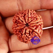 Load image into Gallery viewer, 6 Mukhi Rudraksha from Nepal - Bead No. 470
