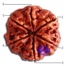 Load image into Gallery viewer, 6 Mukhi Rudraksha from Nepal - Bead No. 471
