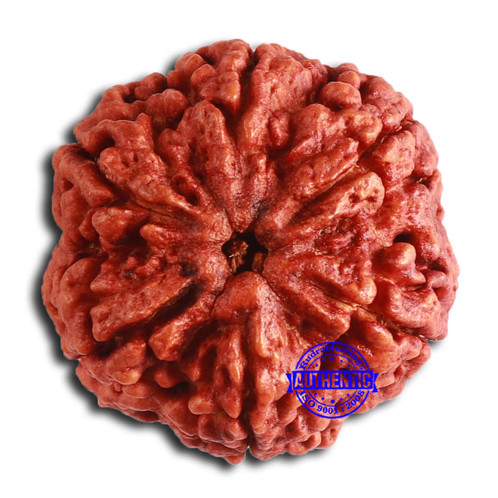 6 Mukhi Rudraksha from Nepal - Bead No. 471