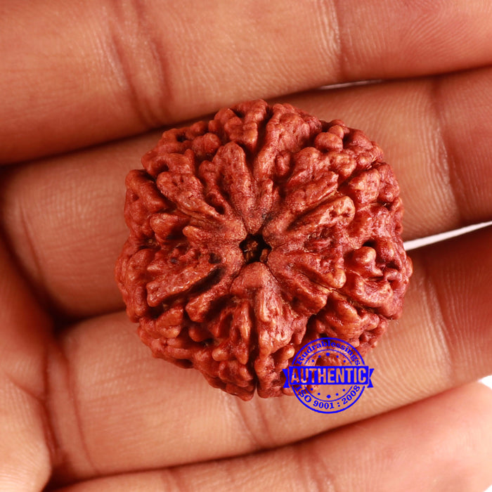 6 Mukhi Rudraksha from Nepal - Bead No. 471