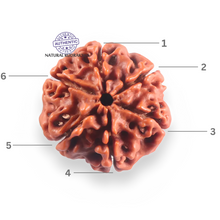 Load image into Gallery viewer, 6 Mukhi Rudraksha from Nepal - Bead No. 503
