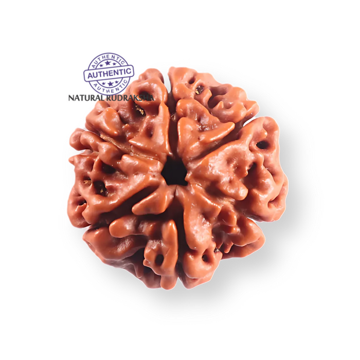 6 Mukhi Rudraksha from Nepal - Bead No. 503
