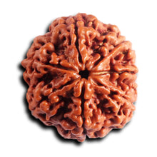 Load image into Gallery viewer, 7 Mukhi Nepalese Rudraksha - Bead No. 94
