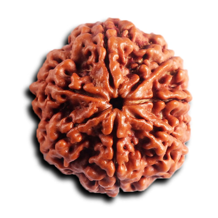 7 Mukhi Nepalese Rudraksha - Bead No. 94