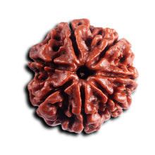 Load image into Gallery viewer, 7 Mukhi Nepalese Rudraksha - Bead No. 98
