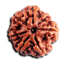 Load image into Gallery viewer, 7 Mukhi Nepalese Rudraksha - Bead No.99
