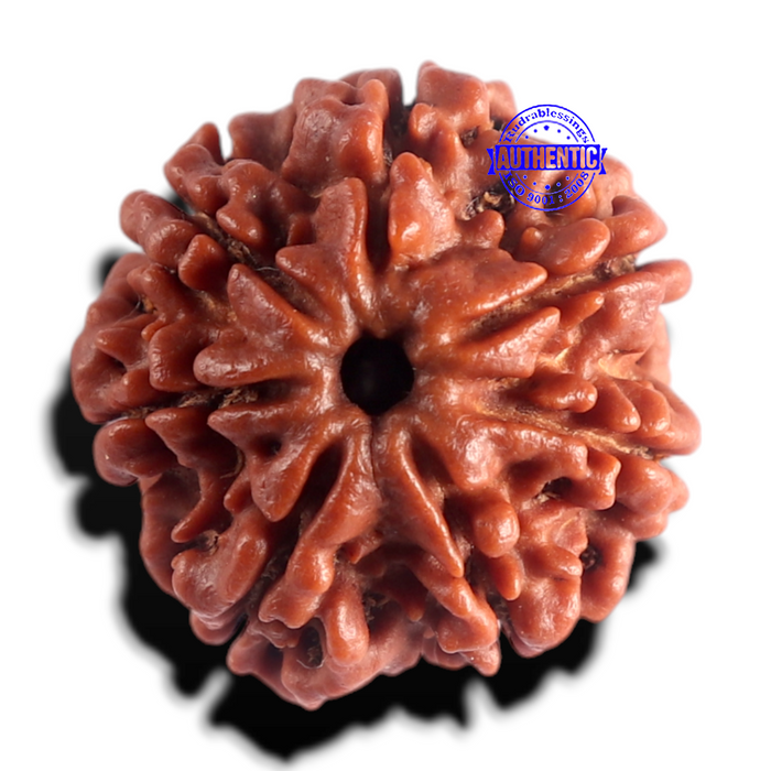 7 Mukhi Nepalese Rudraksha - Bead No 158