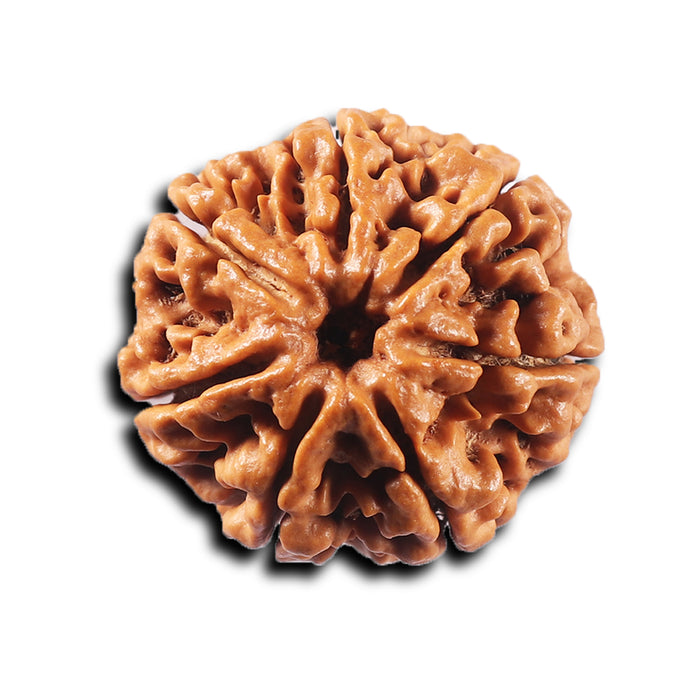 7 Mukhi Nepalese Rudraksha - Bead No. 103