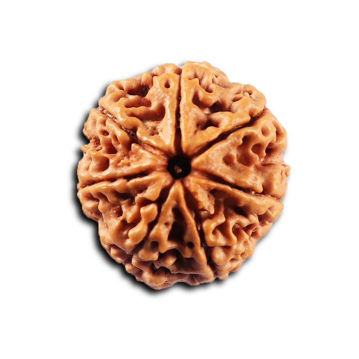 7 Mukhi Nepalese Rudraksha - Bead No. 104
