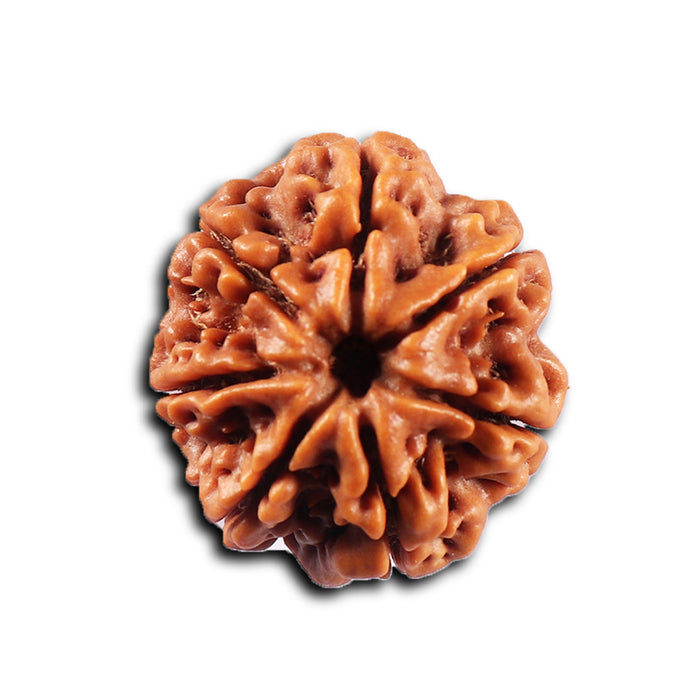 7 Mukhi Nepalese Rudraksha - Bead No.107
