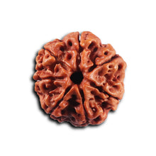 Load image into Gallery viewer, 7 Mukhi Nepalese Rudraksha - Bead No. 108
