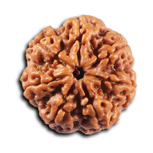 Load image into Gallery viewer, 7 Mukhi Nepalese Rudraksha - Bead No. 110
