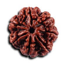 Load image into Gallery viewer, 7 Mukhi Nepalese Rudraksha - Bead No. 114
