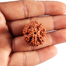 Load image into Gallery viewer, 7 Mukhi Nepalese Rudraksha - Bead No. 94
