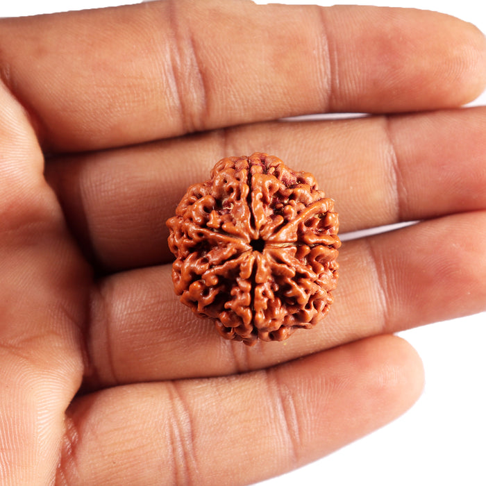 7 Mukhi Nepalese Rudraksha - Bead No. 94