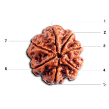 Load image into Gallery viewer, 7 Mukhi Nepalese Rudraksha - Bead No. 503
