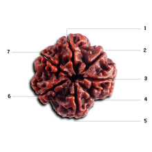 Load image into Gallery viewer, 7 Mukhi Nepalese Rudraksha - Bead No. 96
