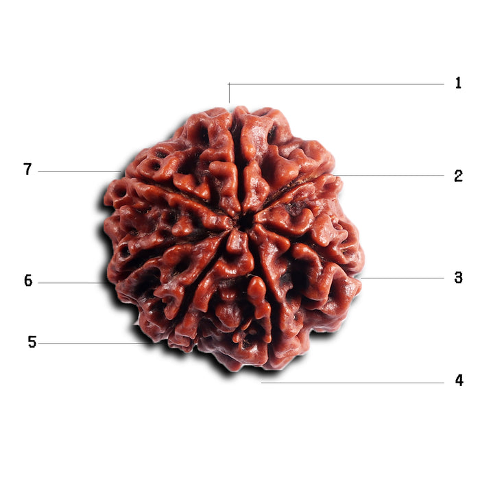 7 Mukhi Nepalese Rudraksha - Bead No. 98